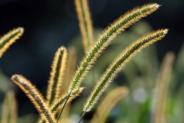 Hirs gräs växt i solljus — Stockfoto