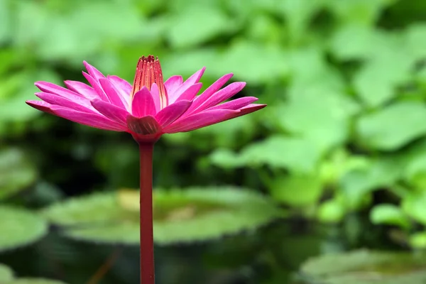 Water lily flower — Stockfoto