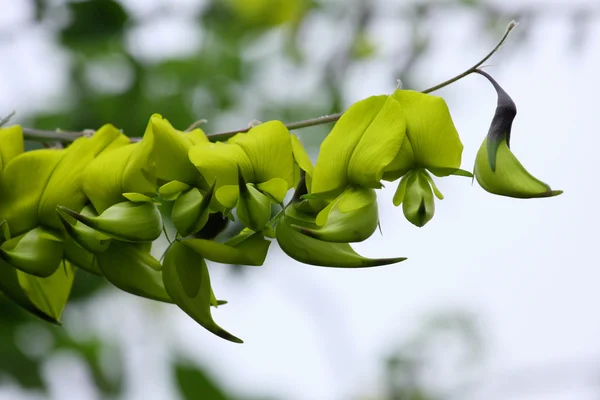 Green Flower — Stock Photo, Image
