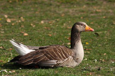 Greylag Kaz