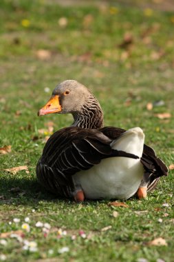 Greylag Kaz