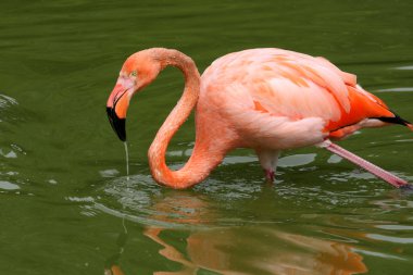 büyük flamingo