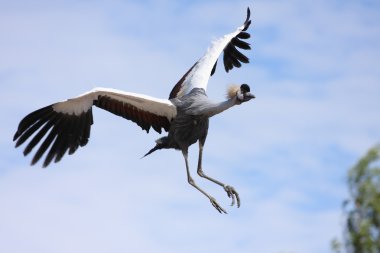 Grey Crowned Crane clipart