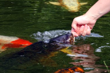 koi carps gölde yüzmek