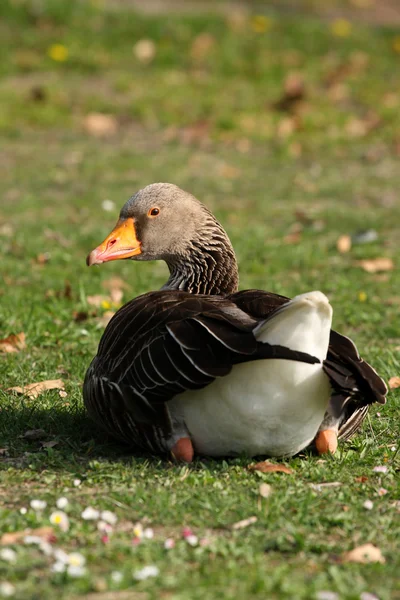 Greylag goose — Stock Photo, Image