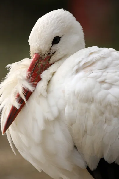 Белый аист — стоковое фото