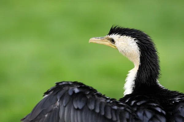 Petit cormoran pied — Photo