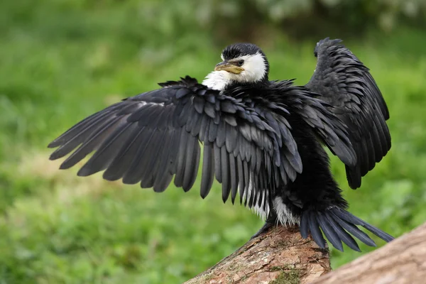 Sedikit kormoran pied — Stok Foto