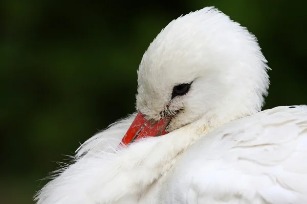 Cicogna bianca — Foto Stock