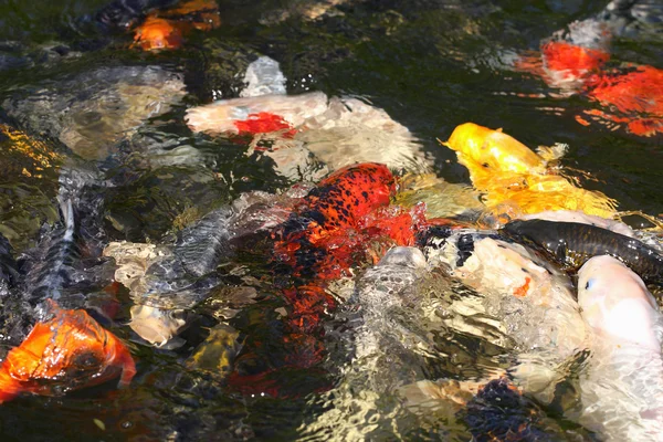 Pływanie w stawie karpie Koi — Zdjęcie stockowe