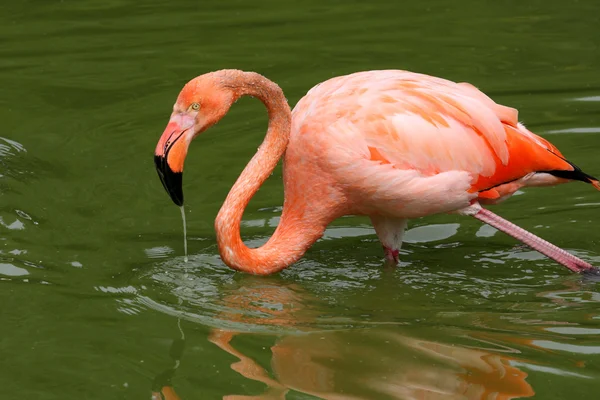 Большой Фламинго — стоковое фото