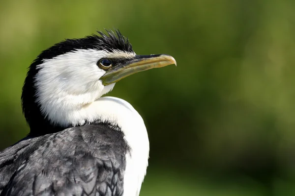 Petit cormoran pied — Photo