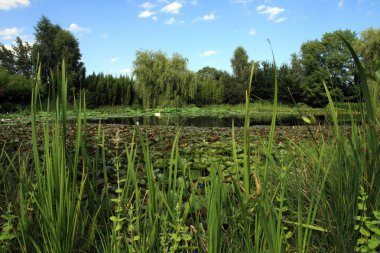 Watergarden