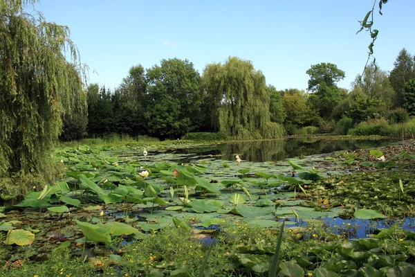 stock image Watergarden