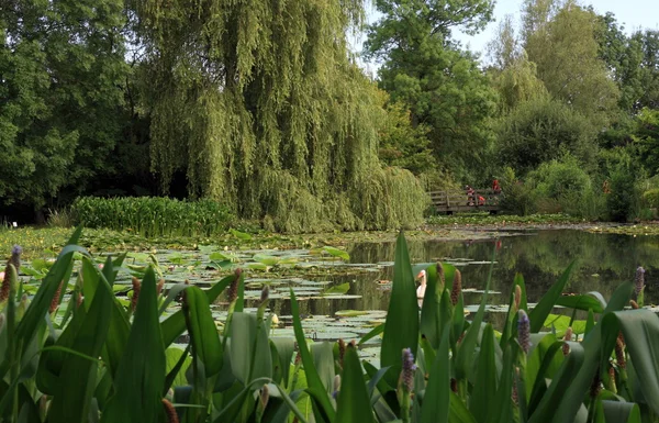 stock image Watergarden