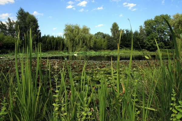 stock image Watergarden