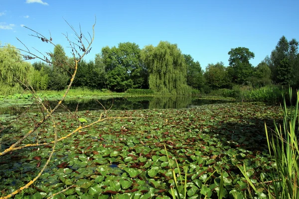 stock image Watergarden