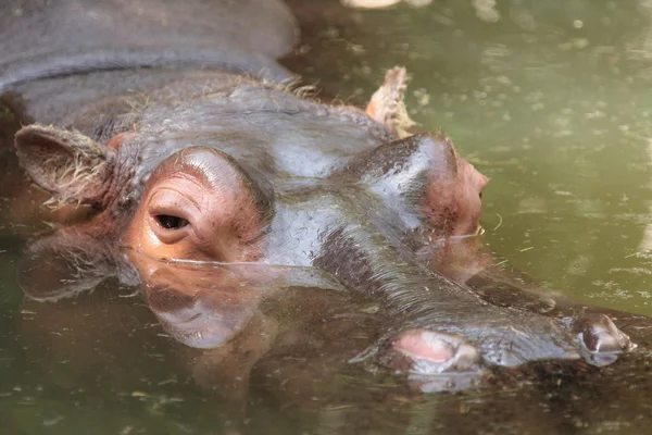 Hippopotamus amphibius — Stockfoto