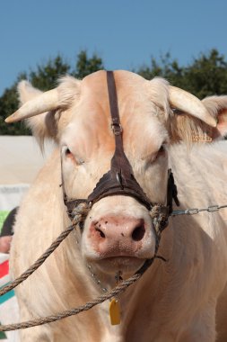 Charolais sığır