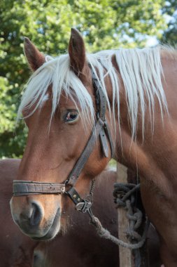 French percheron clipart