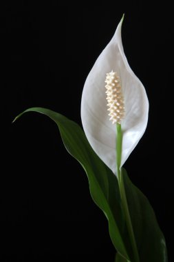 Peace lily clipart