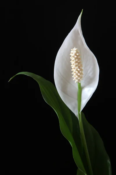 stock image Peace lily