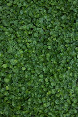 yaprak yeşil arka plan