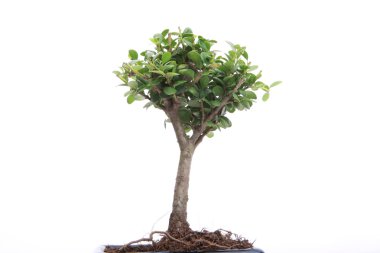 Bonsai beyaz