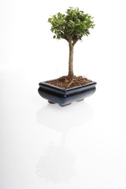 Bonsai Ağacı