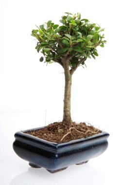 küçük bonsai ağacı