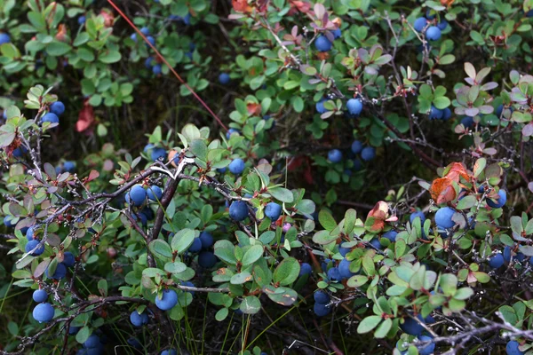 Blueberry bush — Stock Photo, Image