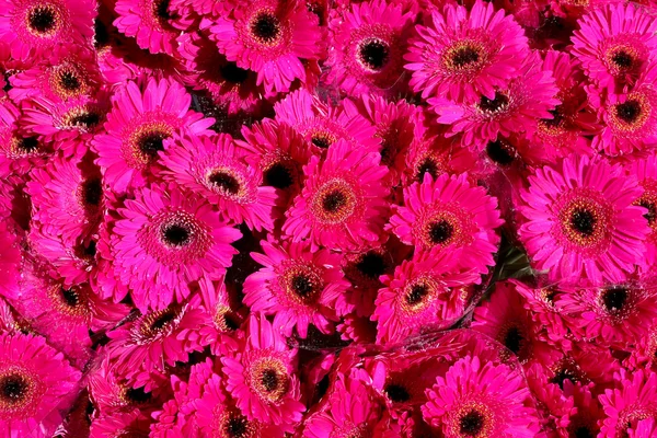 Pink gerbera background — Stock Photo, Image