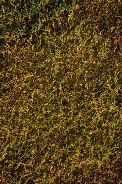 Нове тло трави — стокове фото
