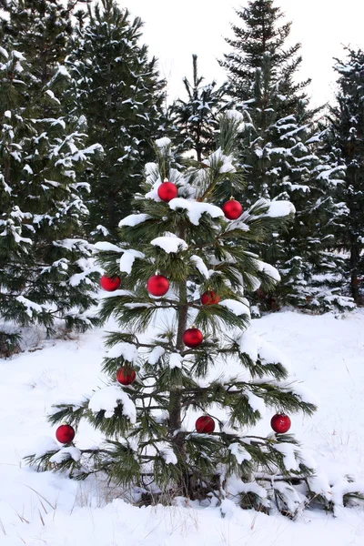 Snowy christmas tree — Stock Photo, Image