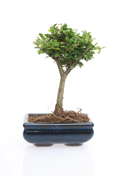 stock image Tree of zen