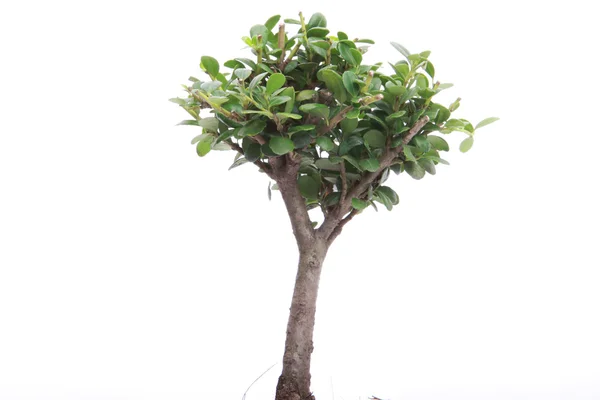 stock image Japanese bonsai