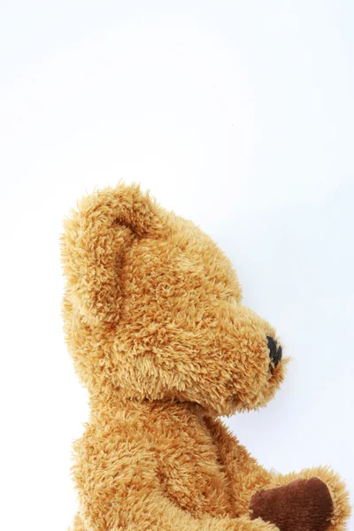 Side view bear — Stock Photo, Image
