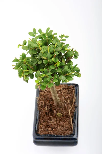 stock image Small bonsai