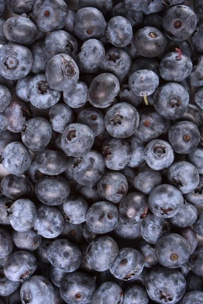 Wild blueberry background — Stock Photo, Image