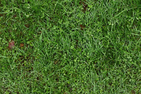 Stock image Grass background