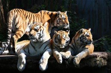 Tiger family clipart