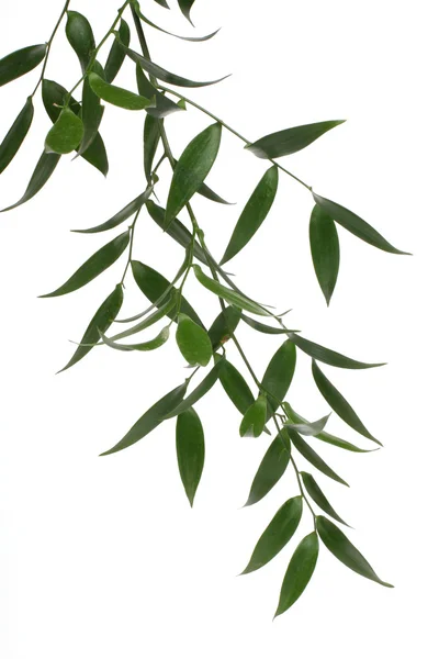 stock image Green branch