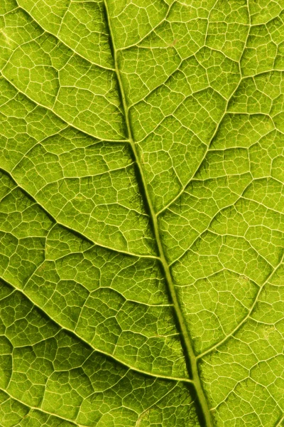 stock image Leaf macro