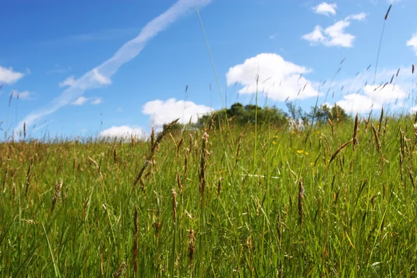 stock image Summer field