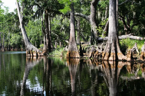 Swamp forest — Stock Photo, Image