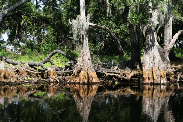 stock image Tropical swamp