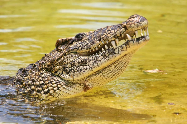 stock image Cuban crocodile