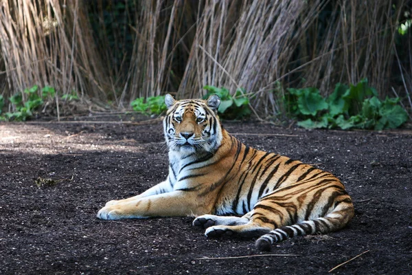 Panthera tigris — Stock Fotó