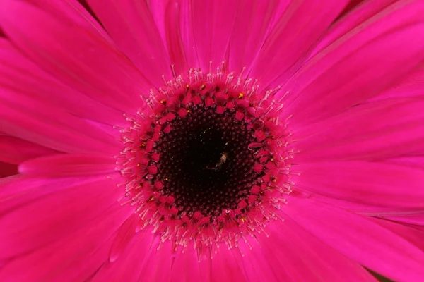 Розовый макрогербер — стоковое фото