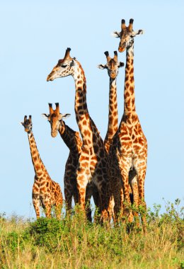 Family of giraffes clipart